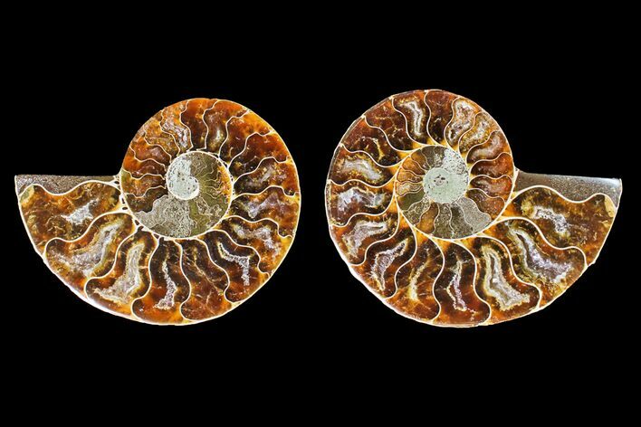 Agatized Ammonite Fossil - Madagascar #145995